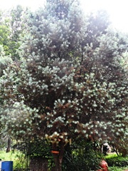 Pinus maximartinezii