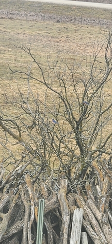 Eastern Bluebird