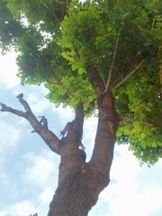 Acer negundo mexicanum