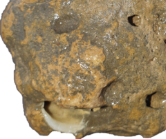 Pitangus sulphuratus