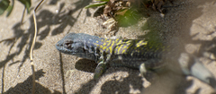 Liolaemus melanops