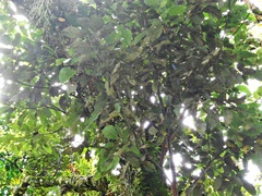 Quercus calophylla