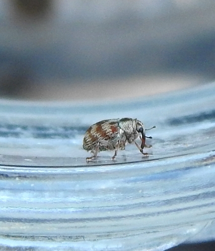 Coeliodes ilicis