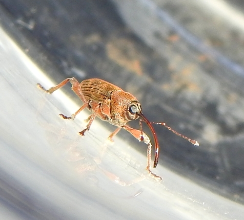 Acorn weevil