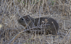 Microcavia australis