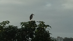 Nycticorax nycticorax