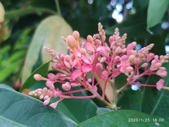 Saraca declinata