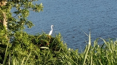 Ardea alba