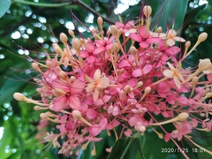 Saraca declinata