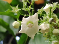 Vallaris glabra