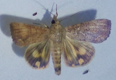 Hypocala subsatura
