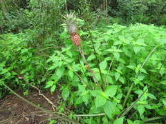 Ananas comosus microstachys