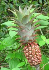 Ananas comosus microstachys