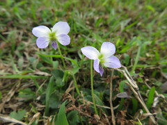 Viola nagasawae