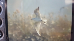 Chroicocephalus ridibundus