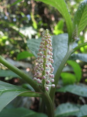 Phytolacca japonica