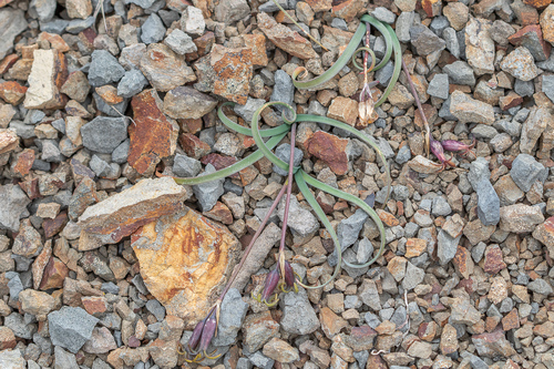 Tristagma nivale, photograph 6