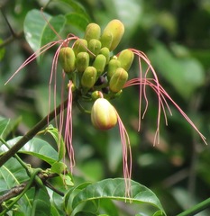 Caryocar microcarpum