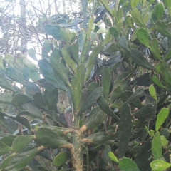 Brasiliopuntia brasiliensis
