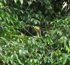 Caryocar microcarpum