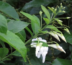 Calyptrion pubescens