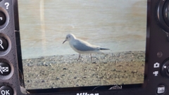 Chroicocephalus ridibundus