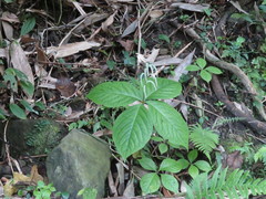 Chloranthus oldhamii
