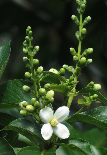 Dialypetalanthus