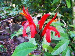 Pachystachys spicata