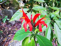 Pachystachys spicata