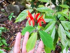 Pachystachys spicata