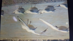 Saundersilarus saundersi