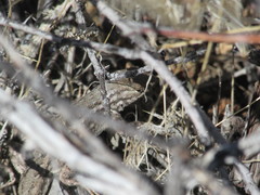 Sceloporus graciosus graciosus