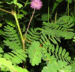 Mimosa skinneri