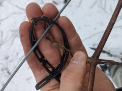 Neolasioptera vitinea