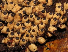 Ombrophytum peruvianum