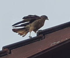 Vanellus chilensis