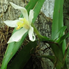 Maxillaria lutescens