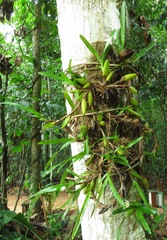 Maxillaria lutescens