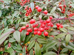 Nandina domestica