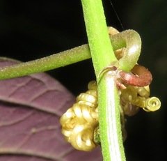 Passiflora trifasciata