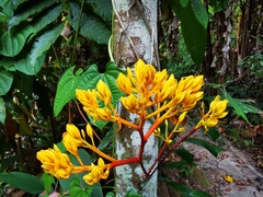 Saraca cauliflora