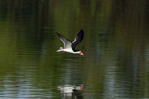 iNaturalist observation photo of Black Skimmer