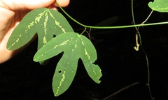 Passiflora trifasciata