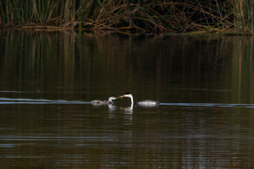 iNaturalist observation photo of Clark's Grebe