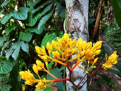Saraca cauliflora