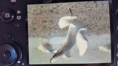 Chroicocephalus ridibundus