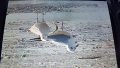 Chroicocephalus ridibundus