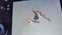 Chroicocephalus ridibundus