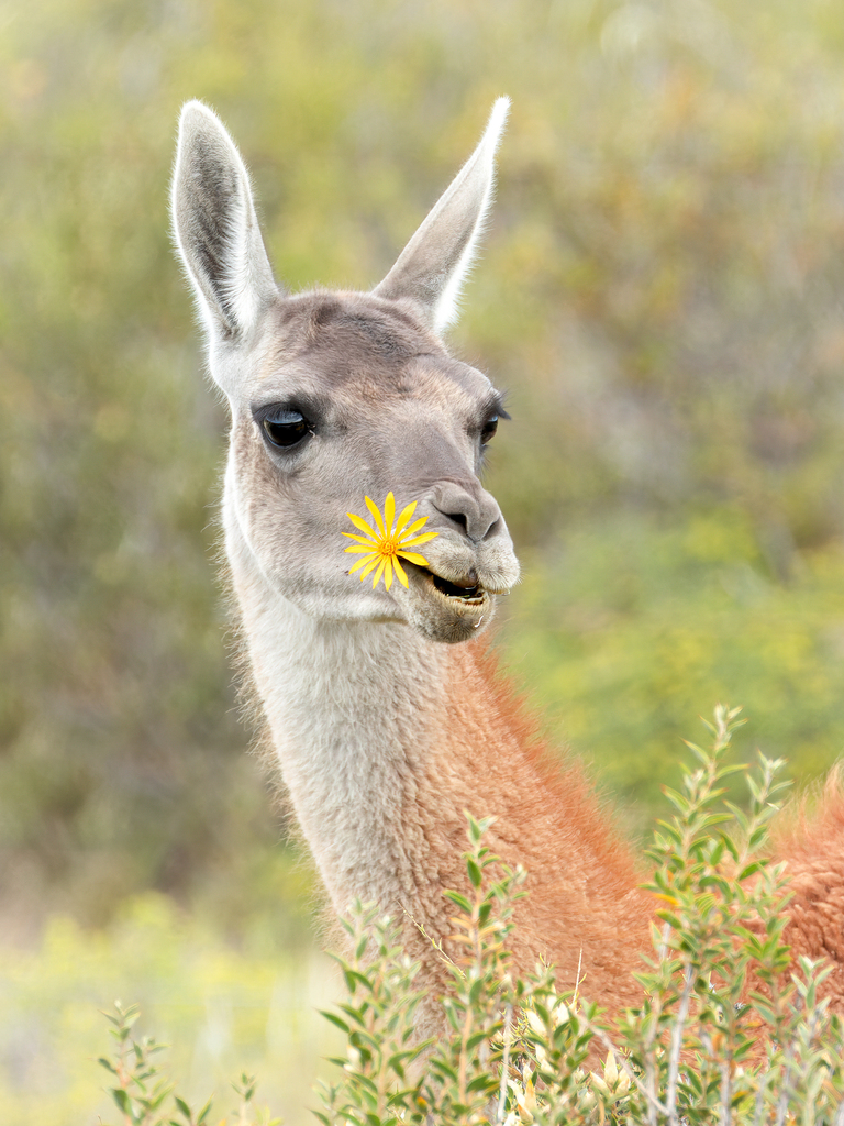 Guanaco (Lama guanicoe)
